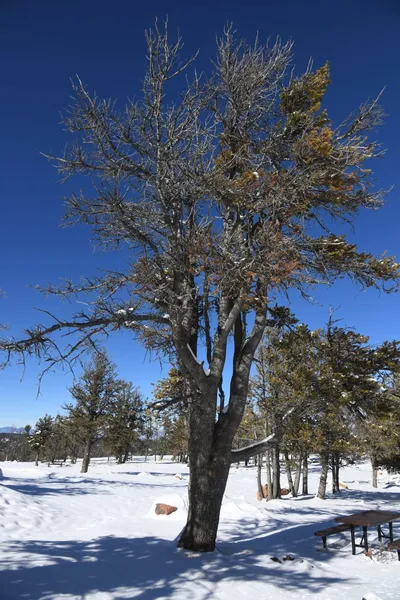 DSC_4897 (Large).JPG